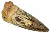 Fossil Spinosaurus Tooth - Real Dinosaur Tooth #331281-1
